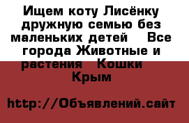 Ищем коту Лисёнку дружную семью без маленьких детей  - Все города Животные и растения » Кошки   . Крым